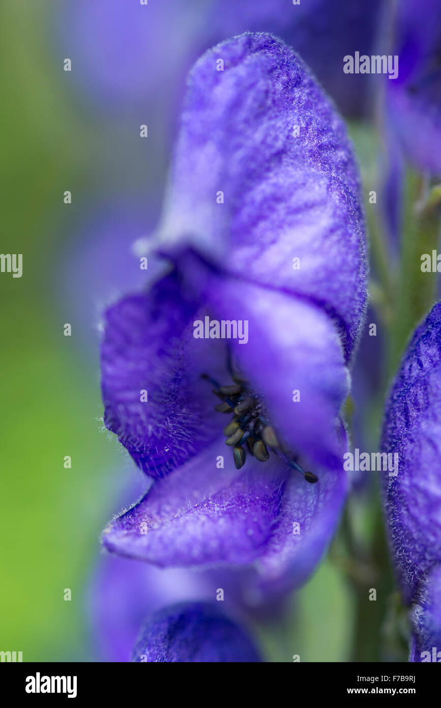 Nahaufnahme einer tiefen blauen Eisenhut (Aconitum) Blume mit markanten Kapuzen-Form. Stockfoto