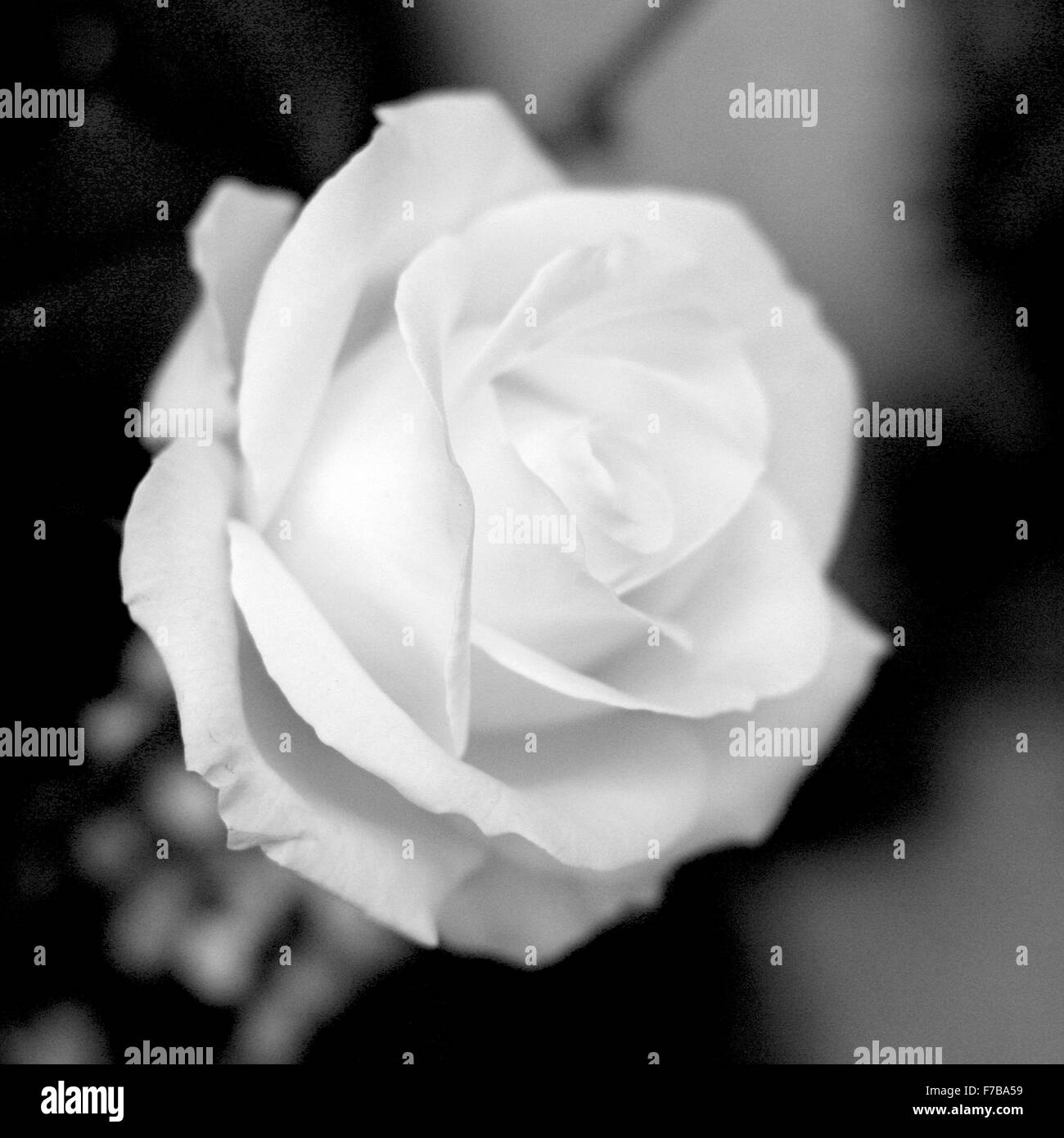 Weiße Blütenblätter Stockfoto