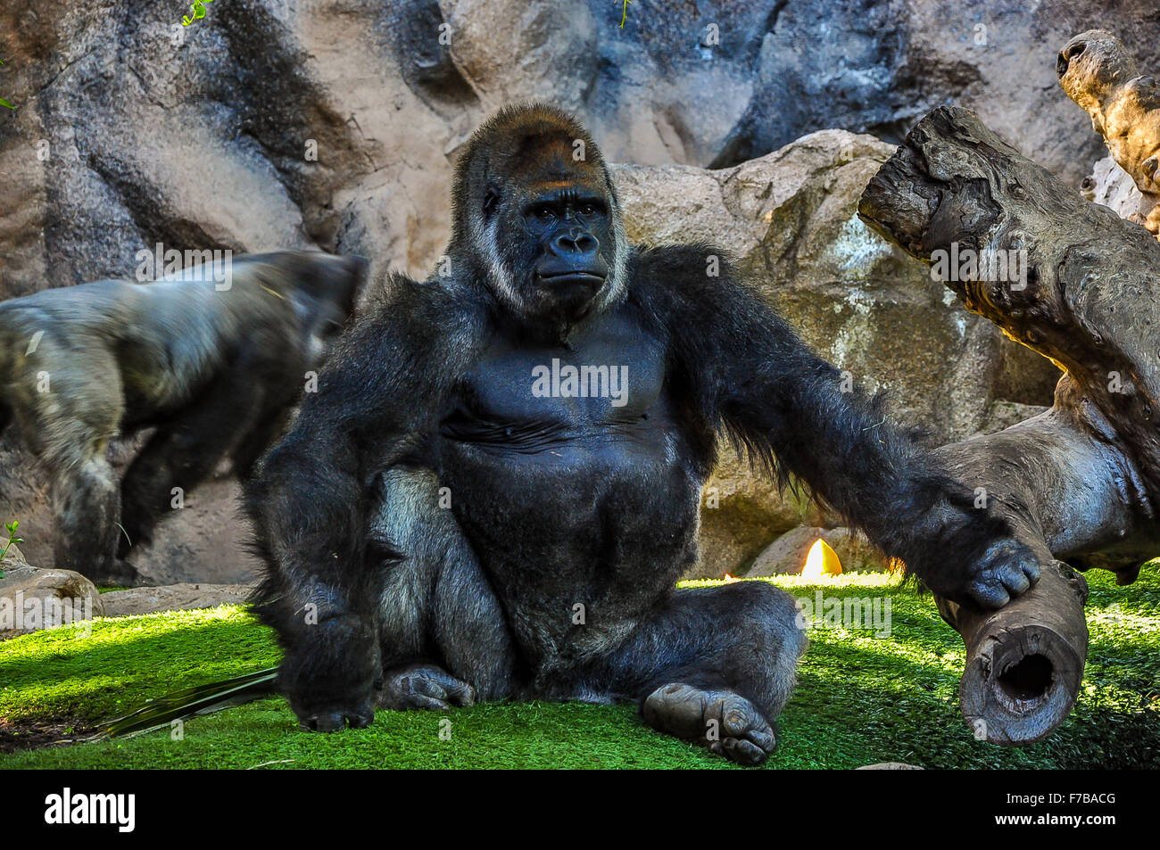 Majestätische Gorilla im zoo Stockfoto