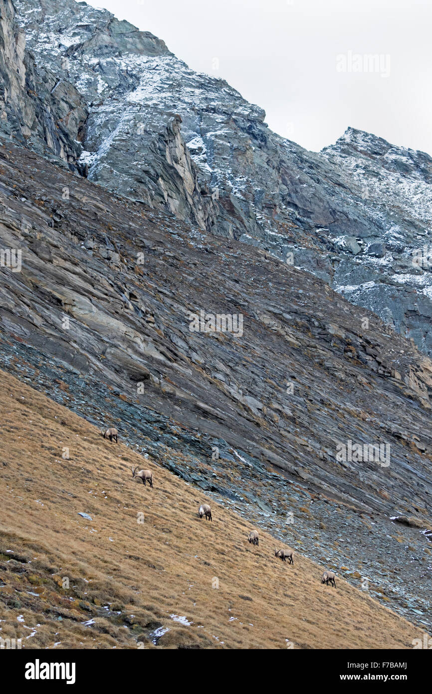 Alpensteinbock (Capra Ibex), Nationalpark Hohe Tauern, Austria, Europe Stockfoto