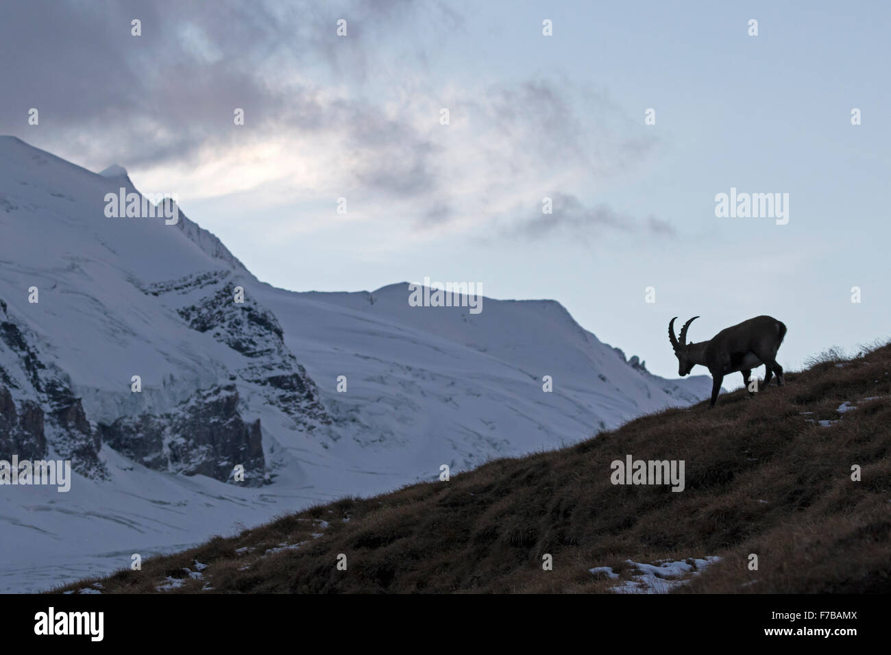 Alpensteinbock, Nationalpark Hohe Tauern, Kärnten, Österreich, Europa / Capra Ibex Stockfoto