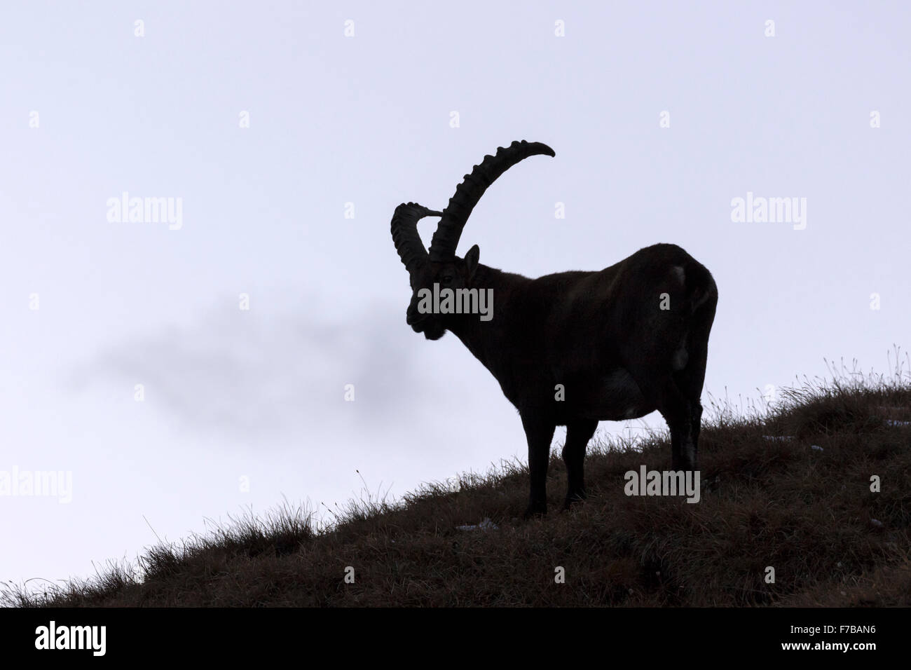 Alpensteinbock, Nationalpark Hohe Tauern, Kärnten, Österreich, Europa / Capra Ibex Stockfoto