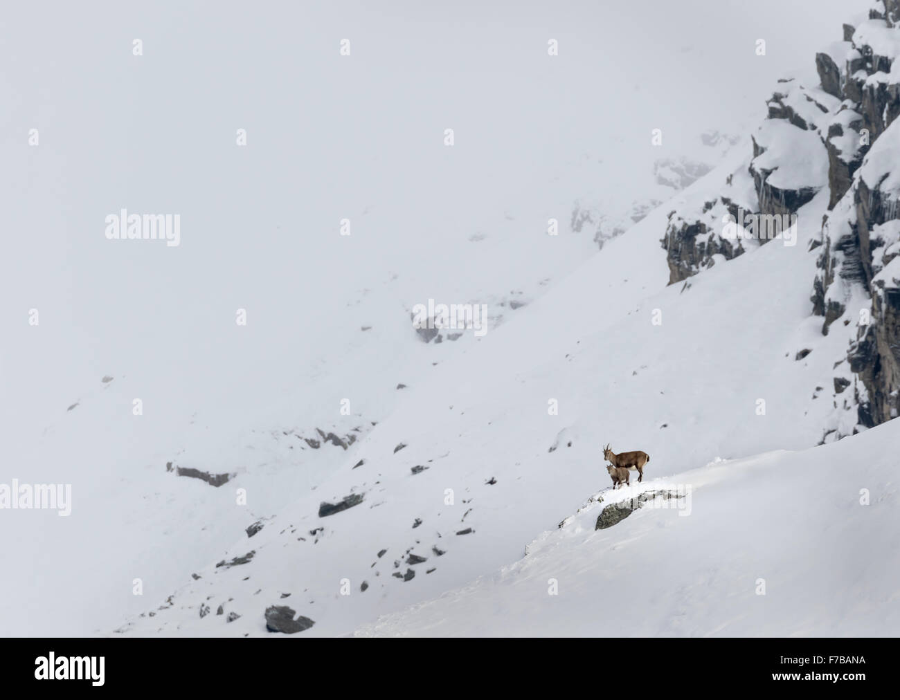 Alpensteinbock (Capra Ibex), Ibex mit Jungtier, Nationalpark Hohe Tauern, Kärnten, Austria, Europe Stockfoto