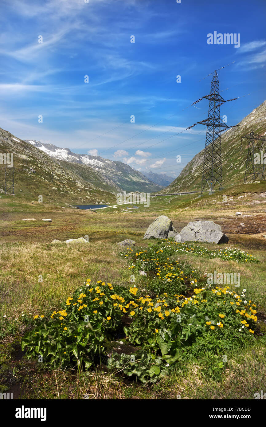 Blumen am Gotthard-Passstrasse, Alpen, Schweiz Stockfoto