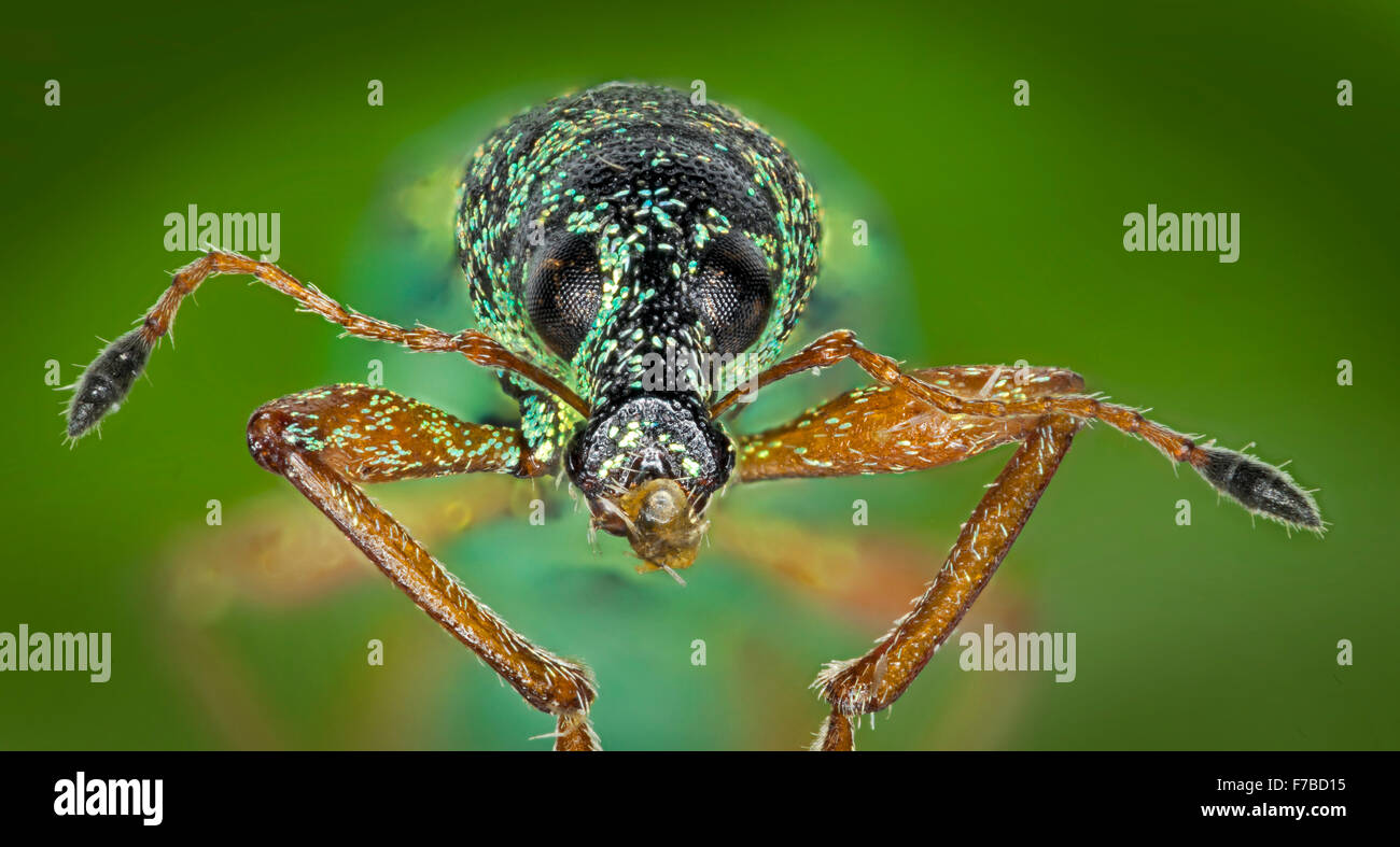 Grüne Brennessel Rüsselkäfer, Phyllobius Pomaceus Gyllenhal, hohe Makro-Ansicht von Gesicht und Mund Stockfoto
