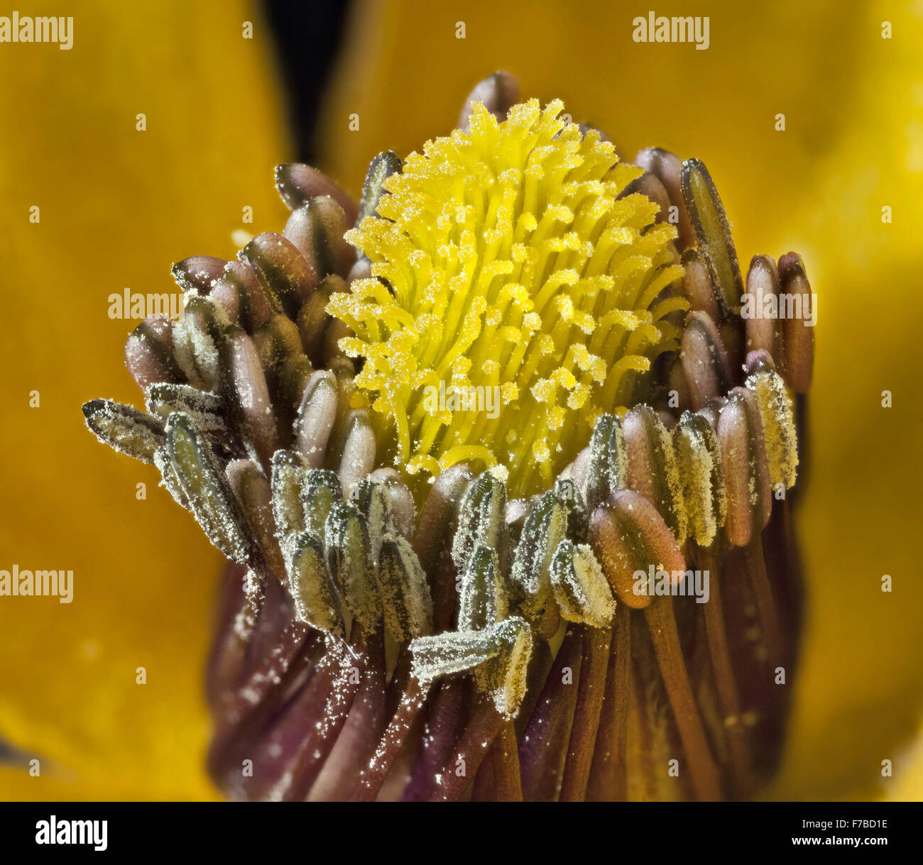 Clematis Tangutica 'Bill Mackenzie', Pollen bedeckt Antheren Stempel Staubblätter Makro detail Stockfoto