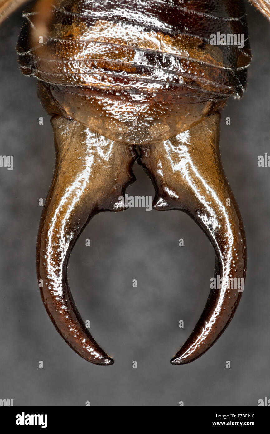 Gemeinsamen Ohrwurm männlichen Zange, Forficula auricularia Stockfoto