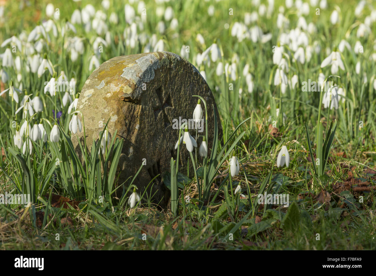 Schneeglöckchen, Galanthus Nivalis, umgeben von einem alten Grabstein auf dem Friedhof in Worcestershire, England. Stockfoto