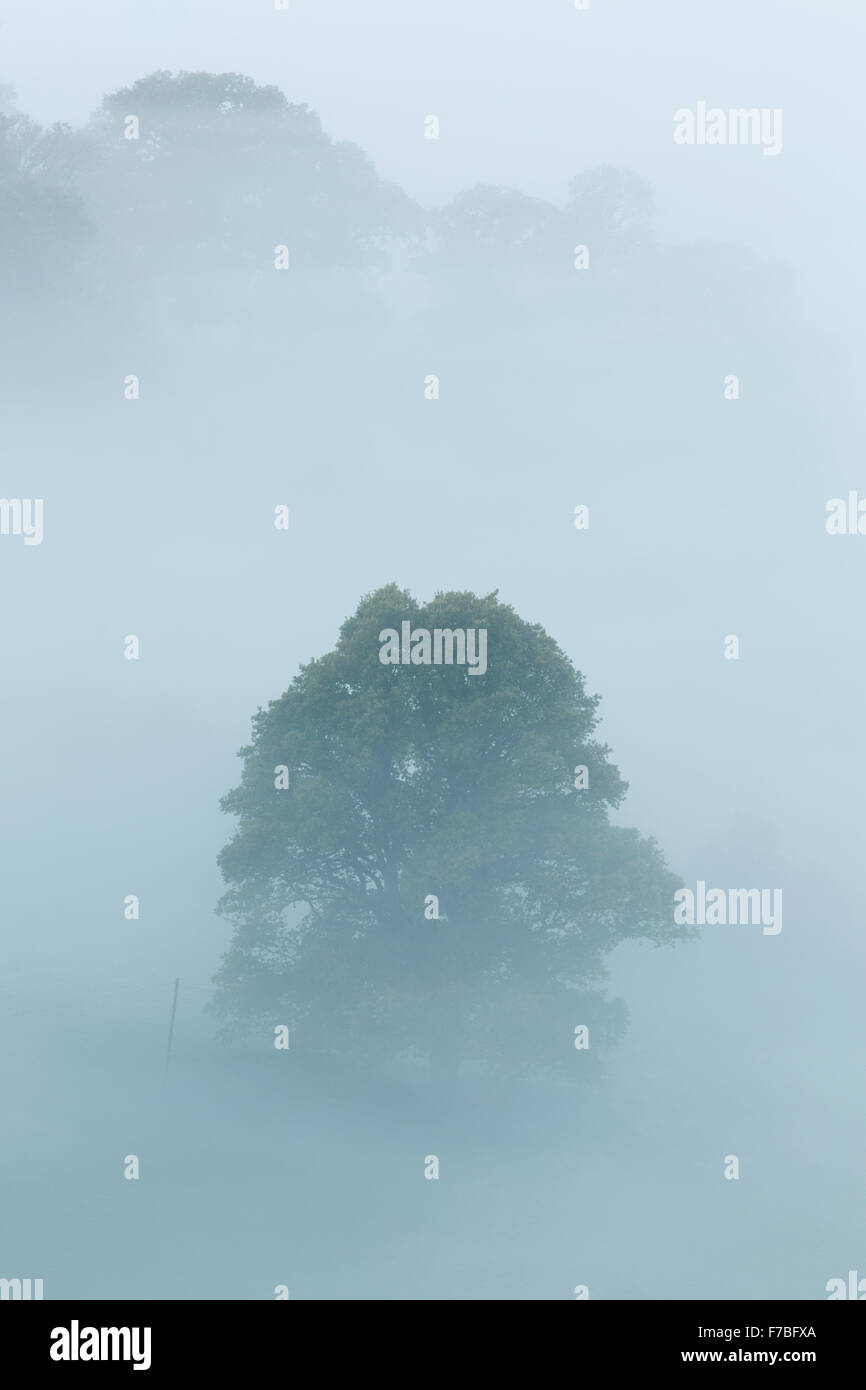 Ein Baum steht der Nebel hoch. Stockfoto