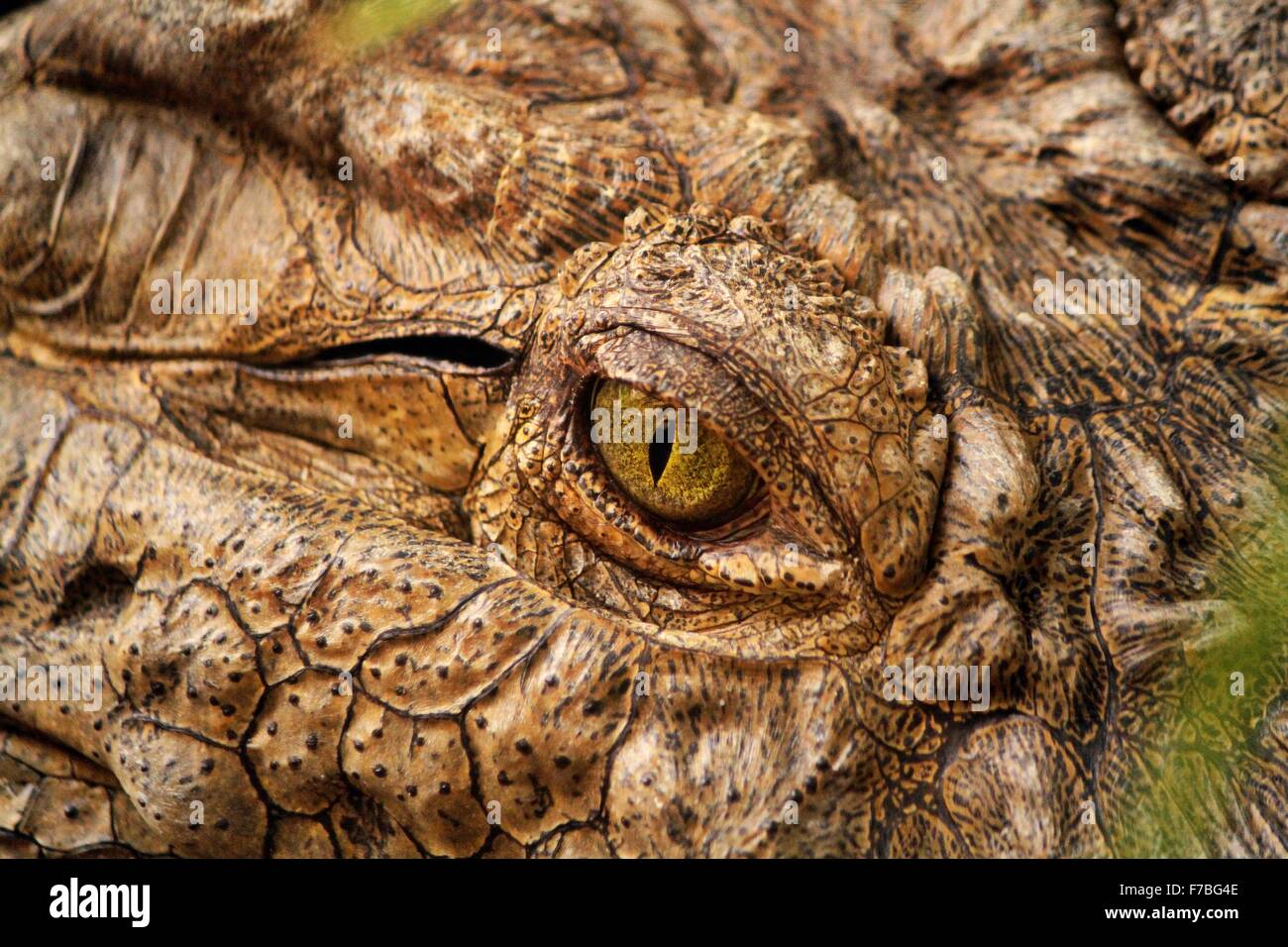 Krokodil Auge Nahaufnahme Stockfoto