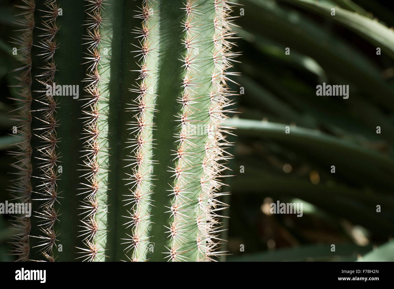 Pachycereus Pringlei. Mexikanische Riesen Cardon oder Elefant Kaktus im Sonnenlicht und Schatten im RHS Wisley Gardens Stockfoto