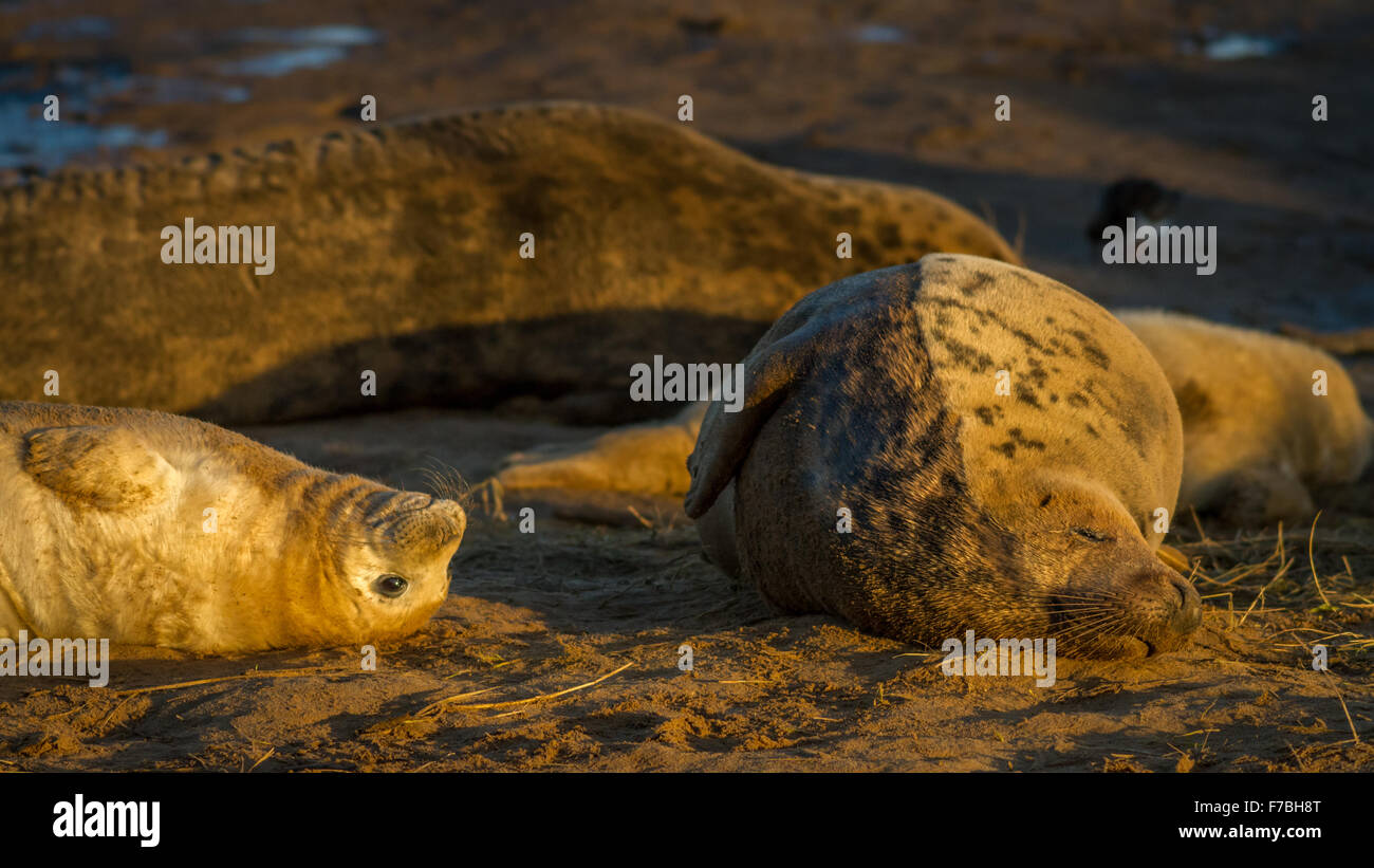 Dichtungen und Welpen nehmen es einfach bei Sonnenaufgang an der Donna Nook Nature reserve, Lincolnshire, UK Stockfoto
