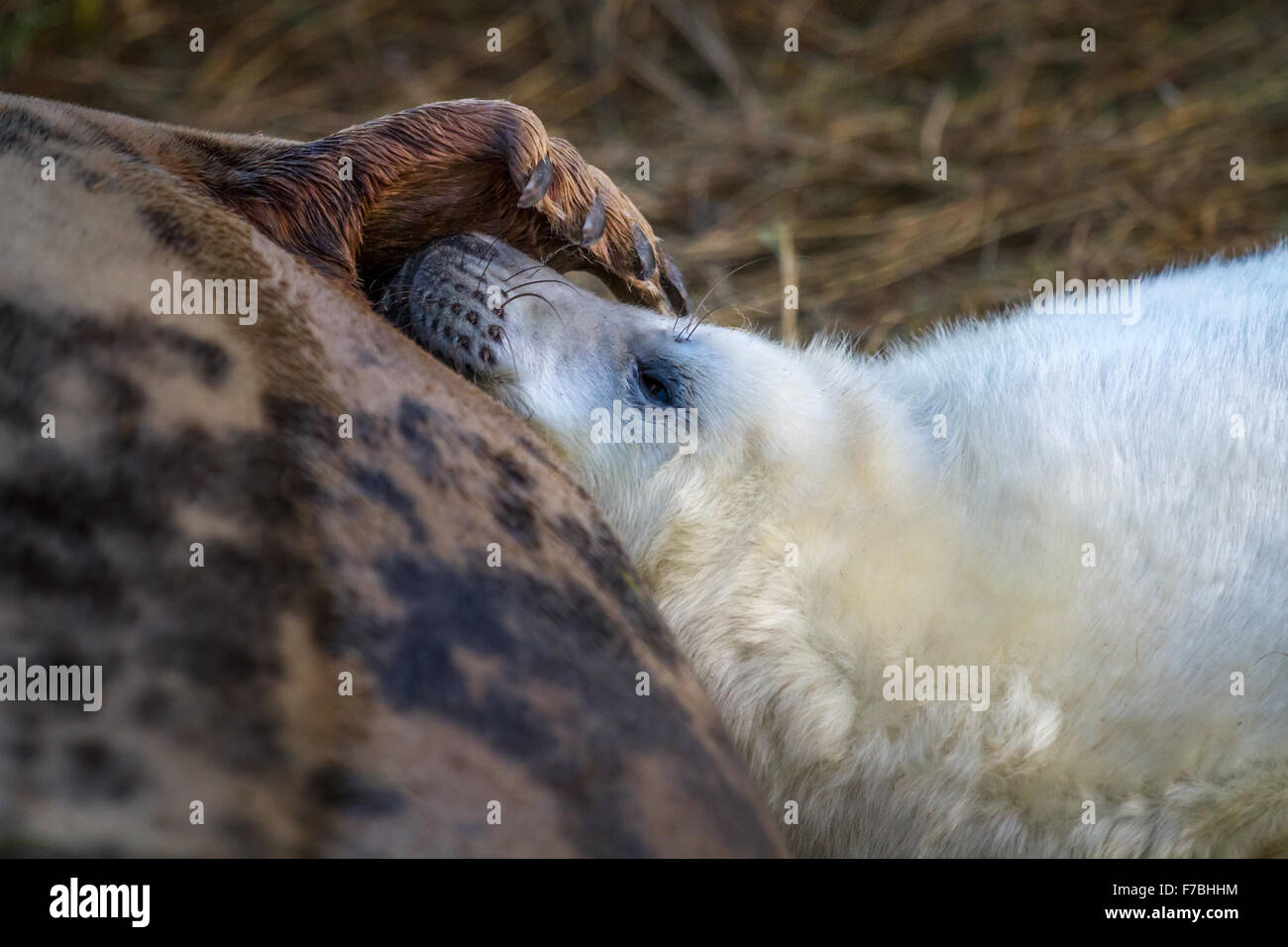Junge Seal Pup erhalten einen zarten Klaps von Mama Donna Nook Naturpark, Lincolnshire, UK Stockfoto