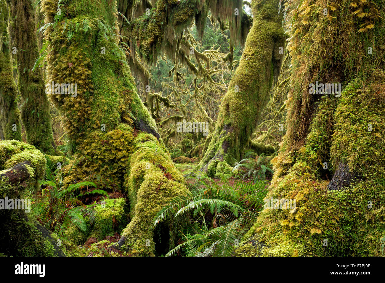 Moos bedeckte Bäume und Farn bedeckten Waldboden in der Halle der Moose, einer gemäßigten Regenwald Umgebung in Hoh River Valley Stockfoto