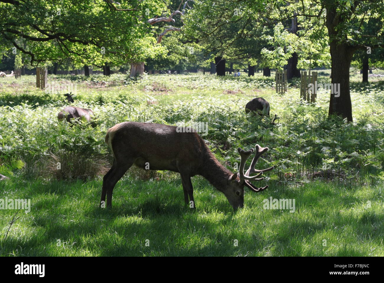 Red Deer Beweidung in Richmond Park, London Stockfoto