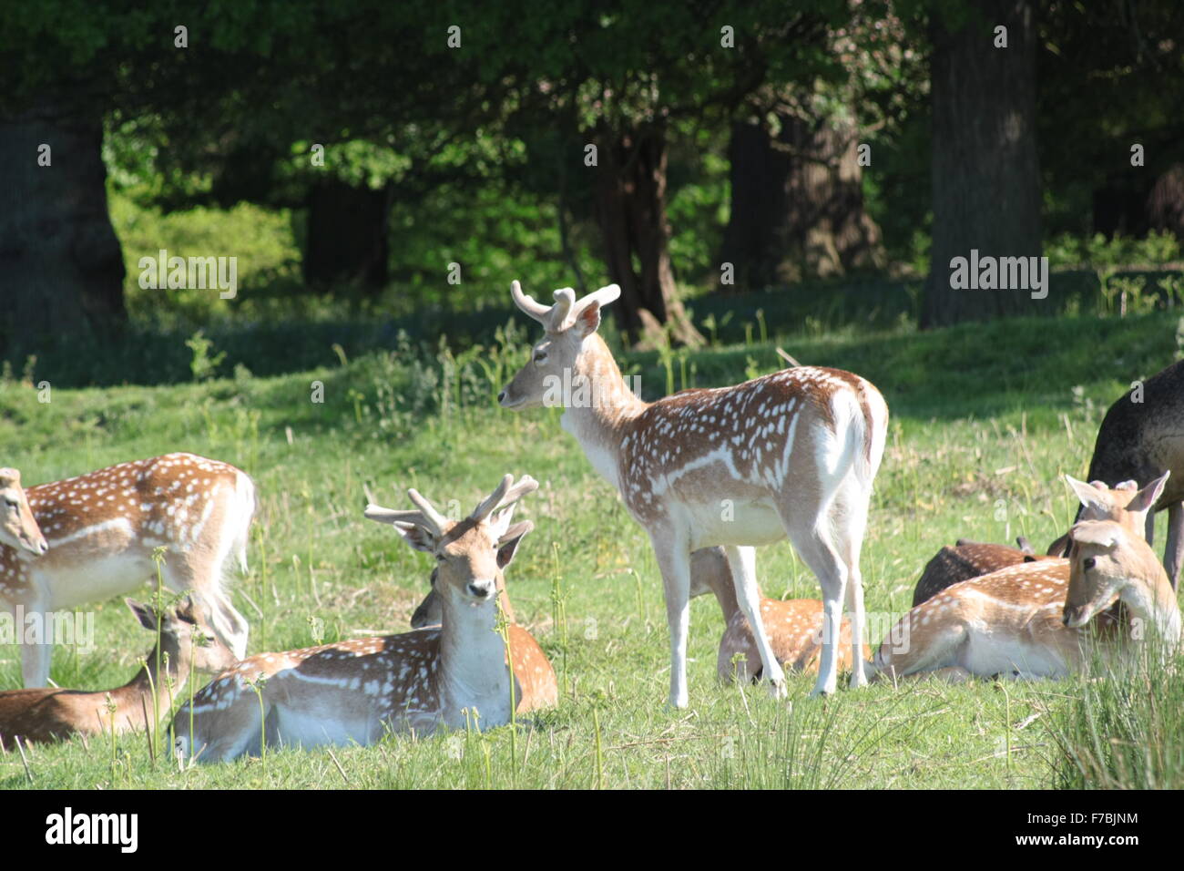 Damhirsch im Richmond Park, London Stockfoto