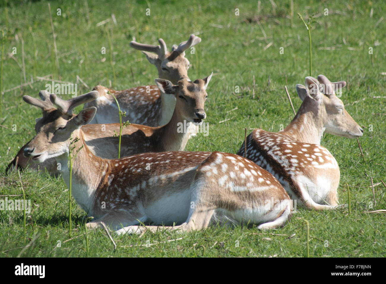 Damhirsch im Richmond Park, London Stockfoto