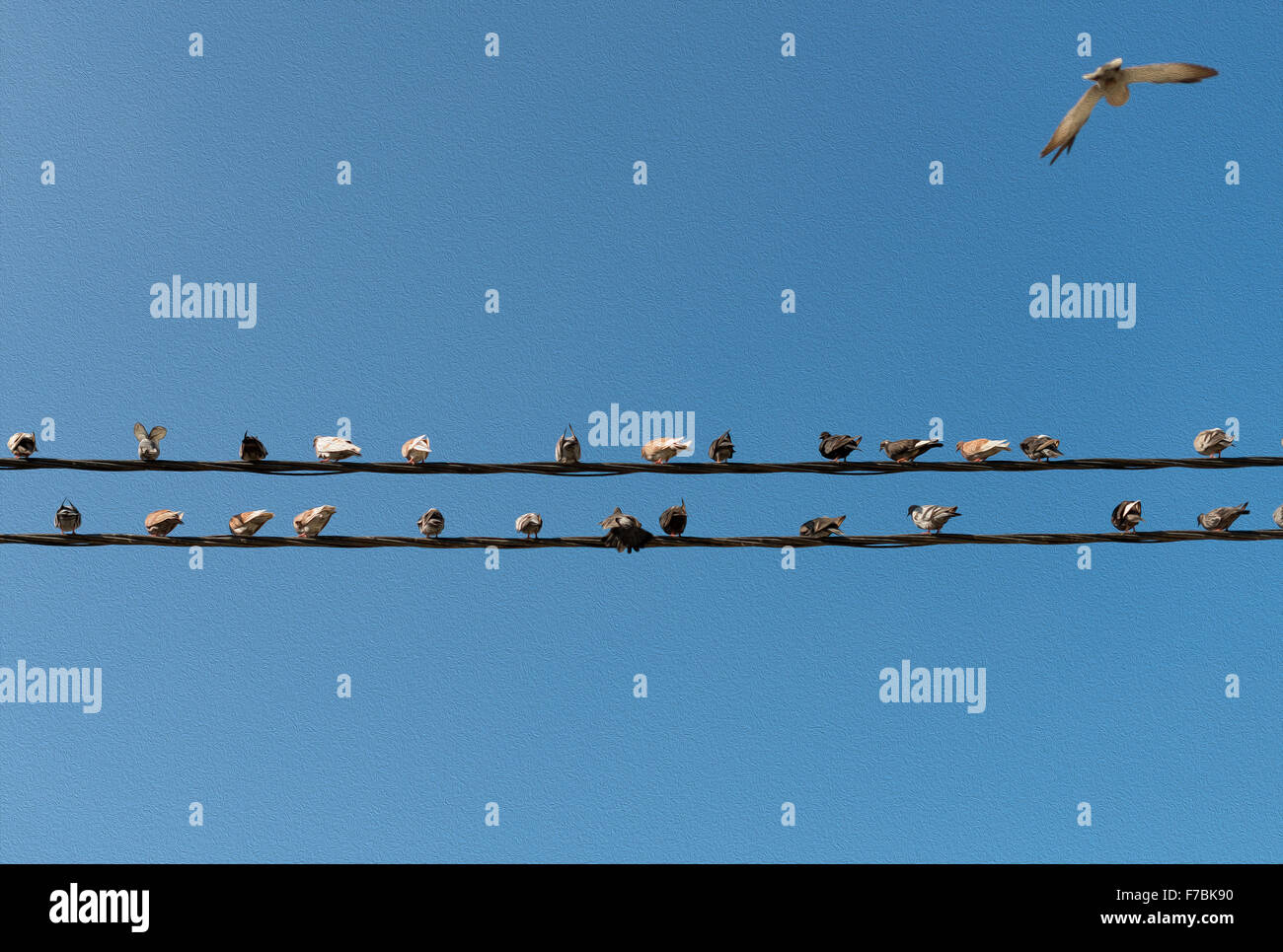 Tauben sitzen auf Drähte wie Musiknoten. Stockfoto
