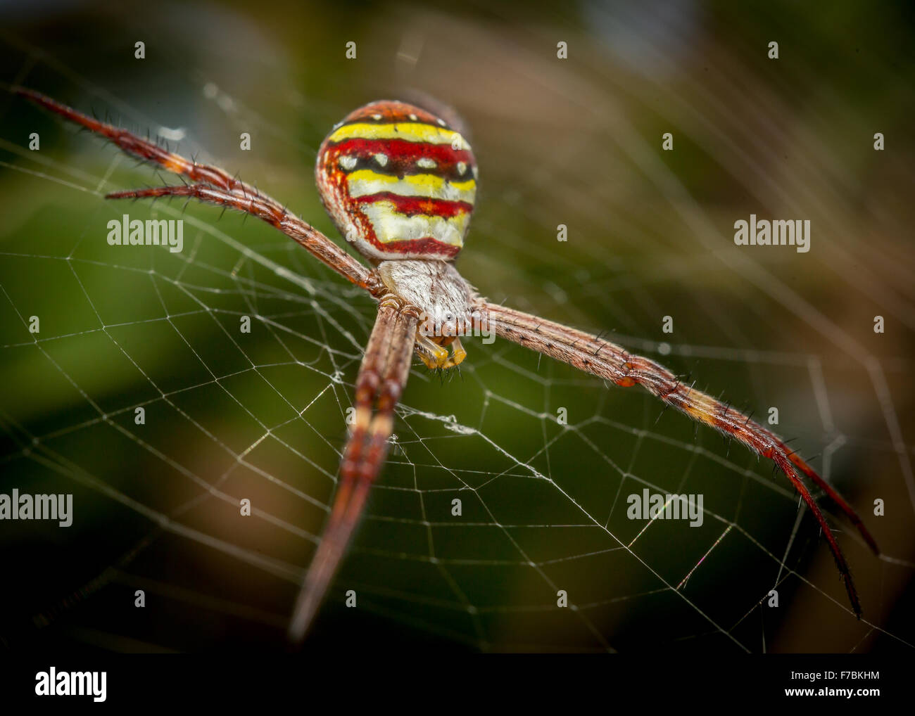 Langbeinige Fliege (Austrosciapus Connexus) sitzt auf einem Blatt Stockfoto