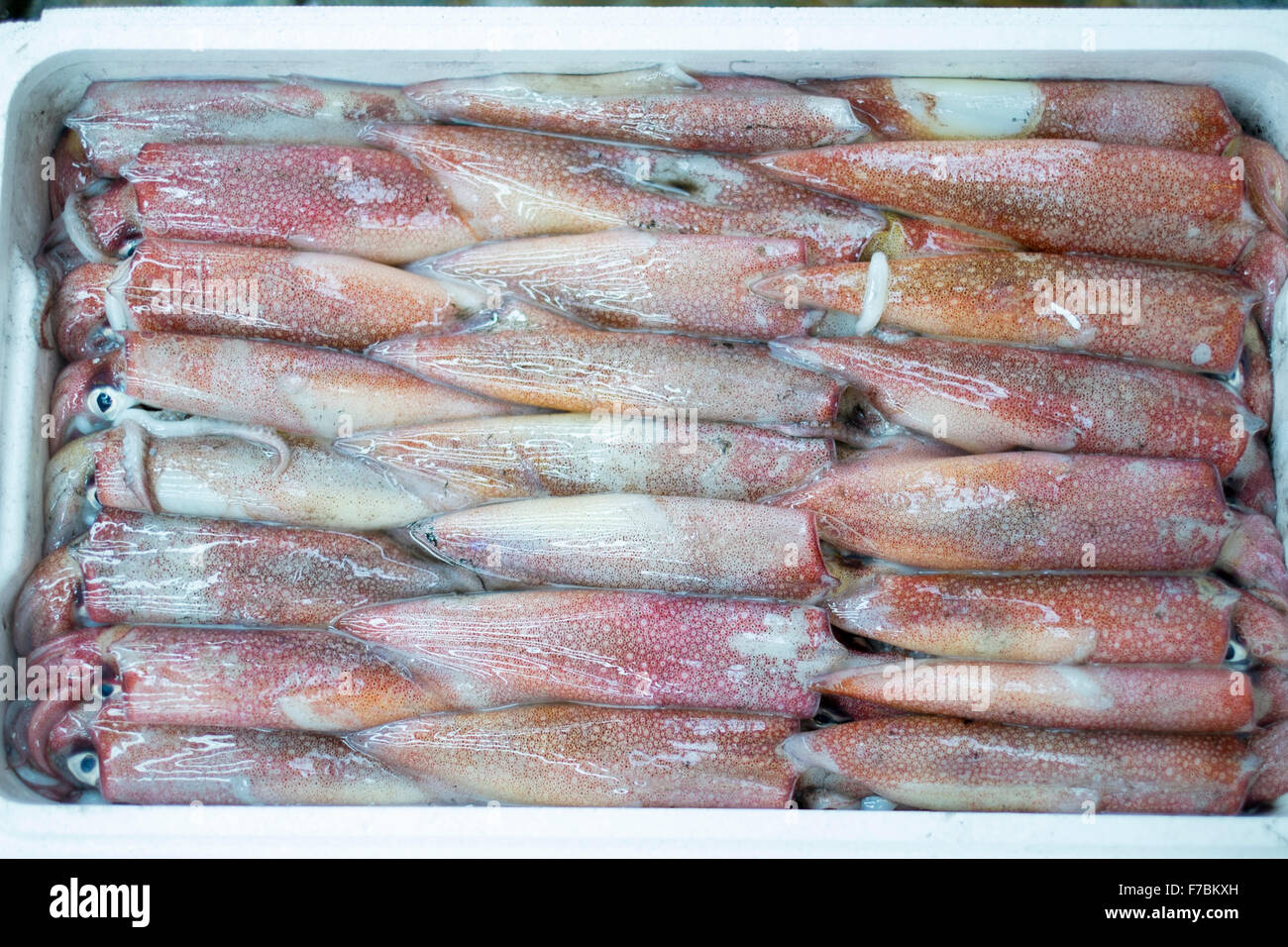 Squid für Verkauf in den Tsukiji-Fischmarkt in Tokio Japan Stockfoto