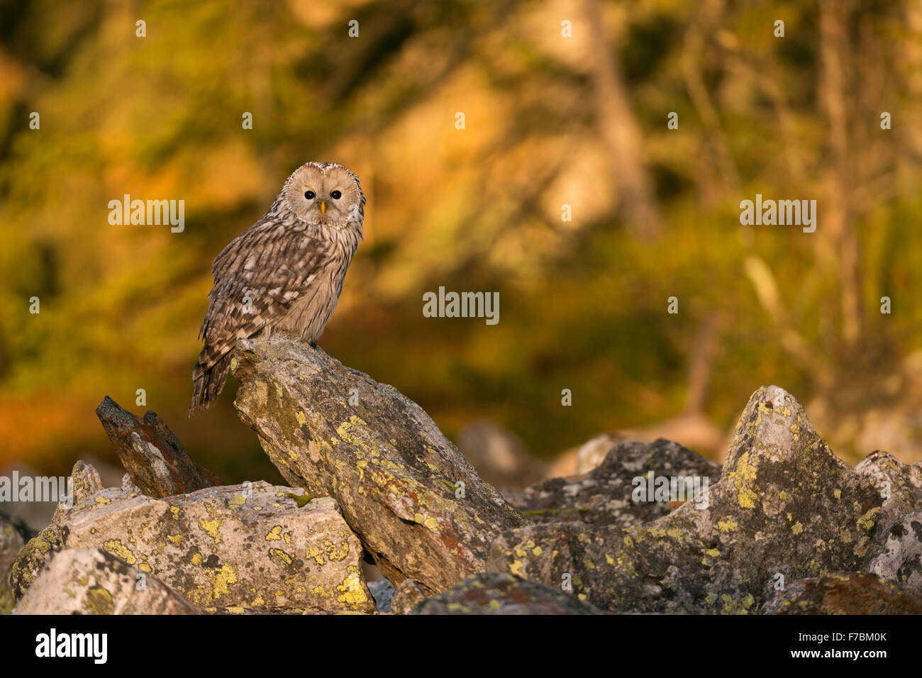 Ural Owl ( Strix uralensis ) auf einem Felsen, am frühen Morgen, erste Sonnenstrahlen auf herbstlich farbige Wälder im Hintergrund, Europa. Stockfoto