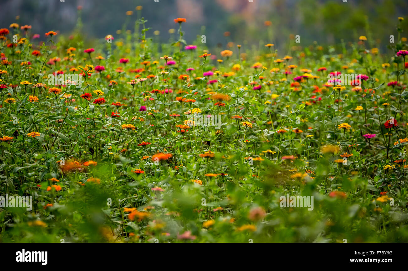 bunte Blumenwiese im Vinales Tal, Vinales, Kuba, Pinar del Río, Kuba Nordamerika Stockfoto