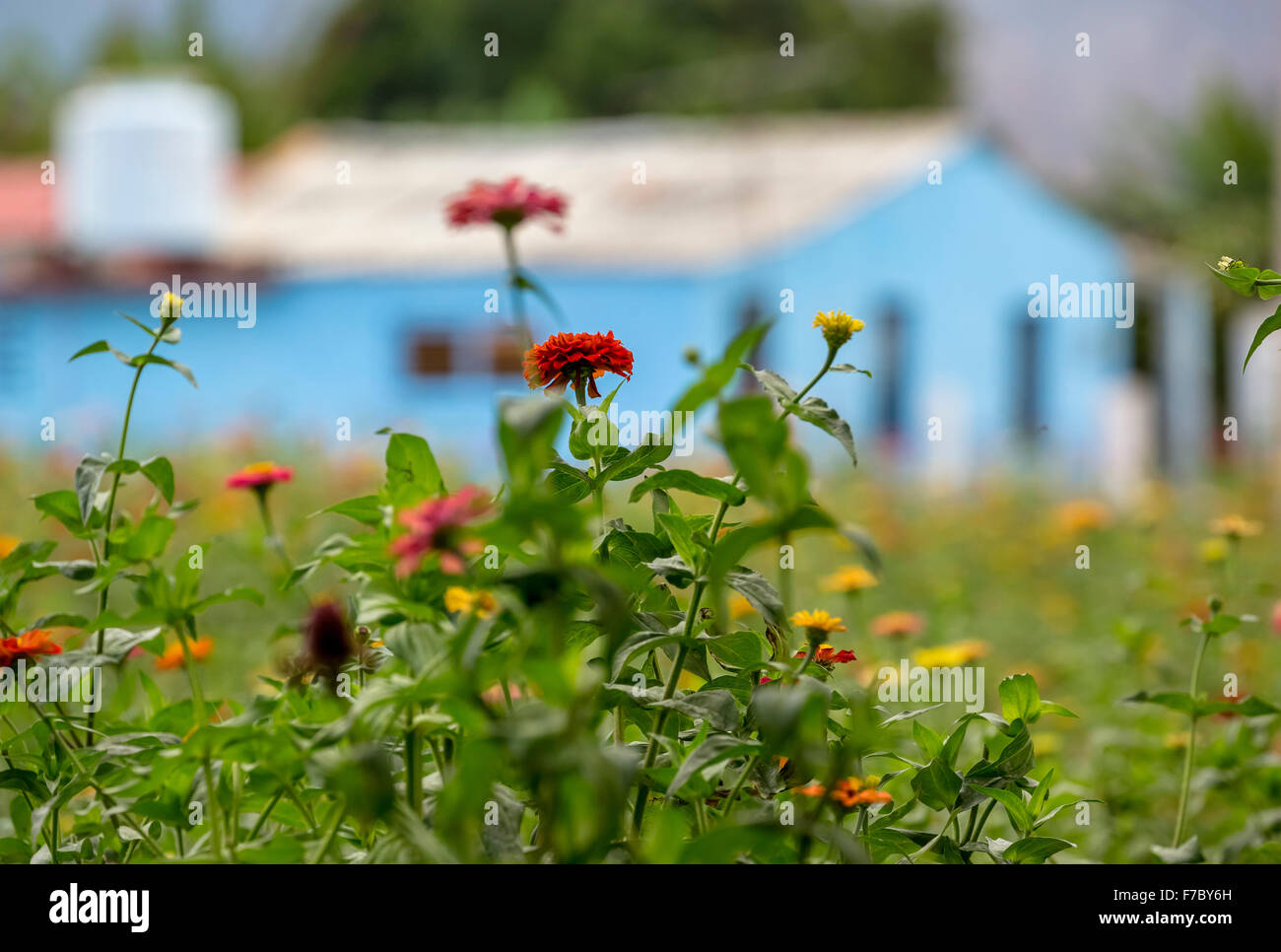 bunte Blumenwiese in Vinales Tal, Vinales, Kuba, Pinar Del Rio, Kuba, Nord-Amerika Stockfoto