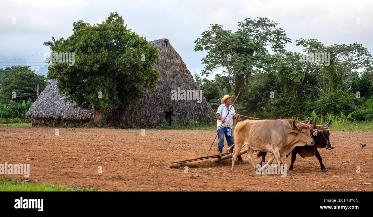 einen einfachen Pflug gezogen von zwei Ochsen, kubanische Bauer auf einem gezogenen Pflug Rinder, Viñales, Kuba, Pinar del Rio, Kuba, Nord-Amerika Stockfoto