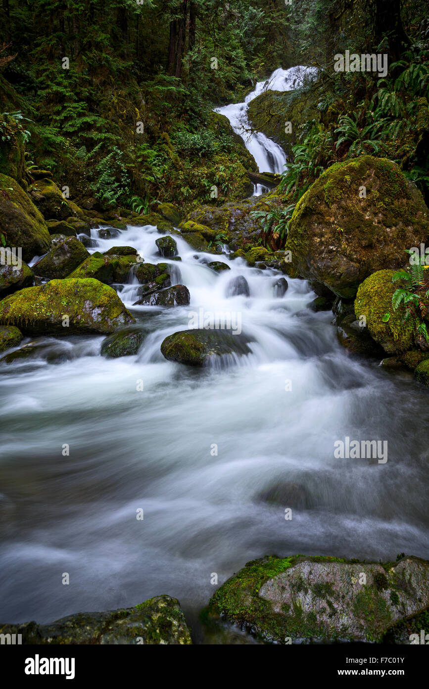 Schöne Haufen Creek Falls im Olympic Nationalpark in Washington. Stockfoto
