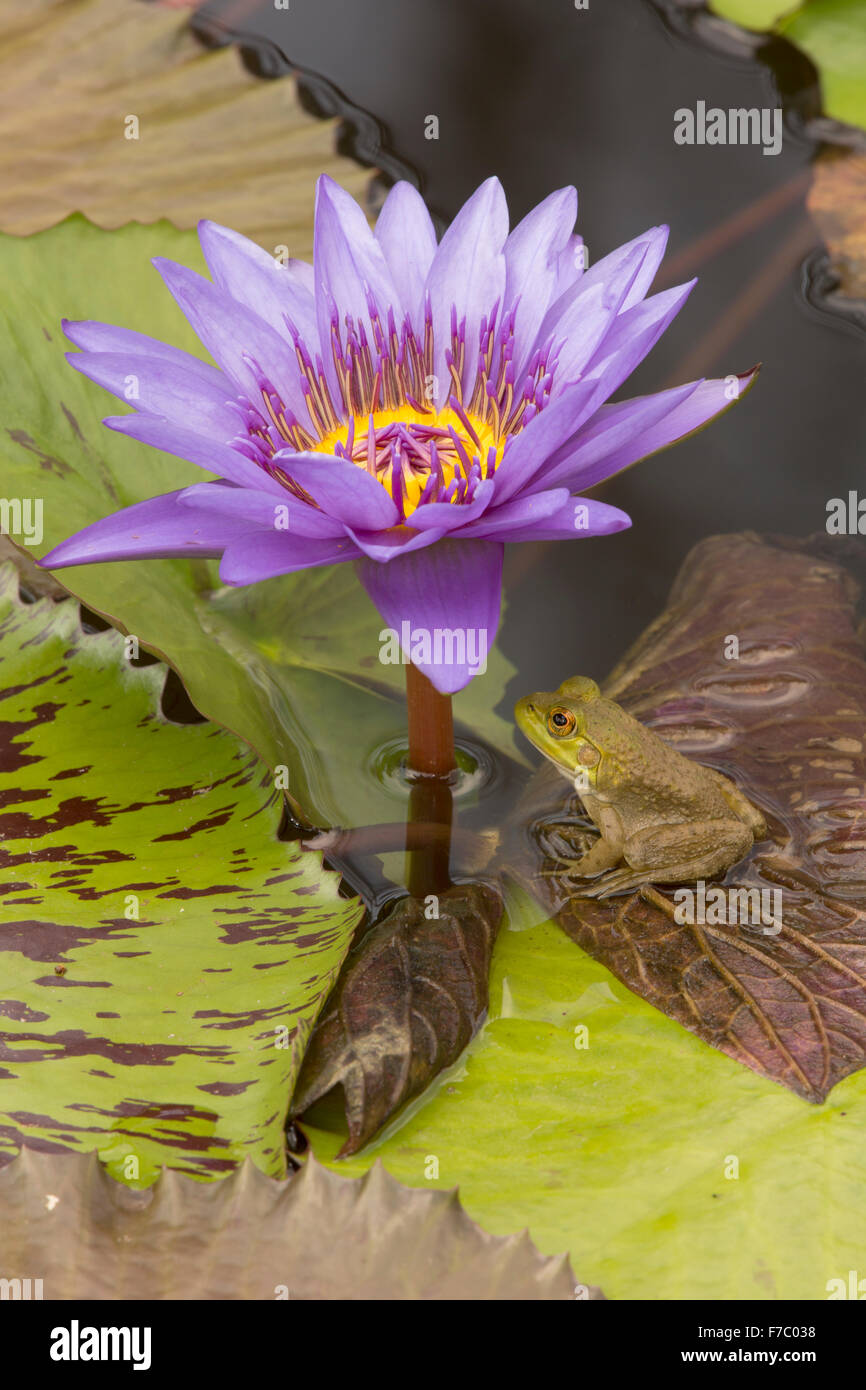 Amerikanischer Ochsenfrosch (Lithobates Catesbeianus), heimisch in Nordamerika, (Rana Catesbiena), Washington, District Of Columbia, o Stockfoto