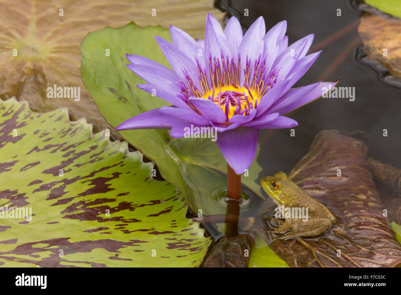 Amerikanischer Ochsenfrosch (Lithobates Catesbeianus), heimisch in Nordamerika, (Rana Catesbiena), Washington, District Of Columbia, o Stockfoto