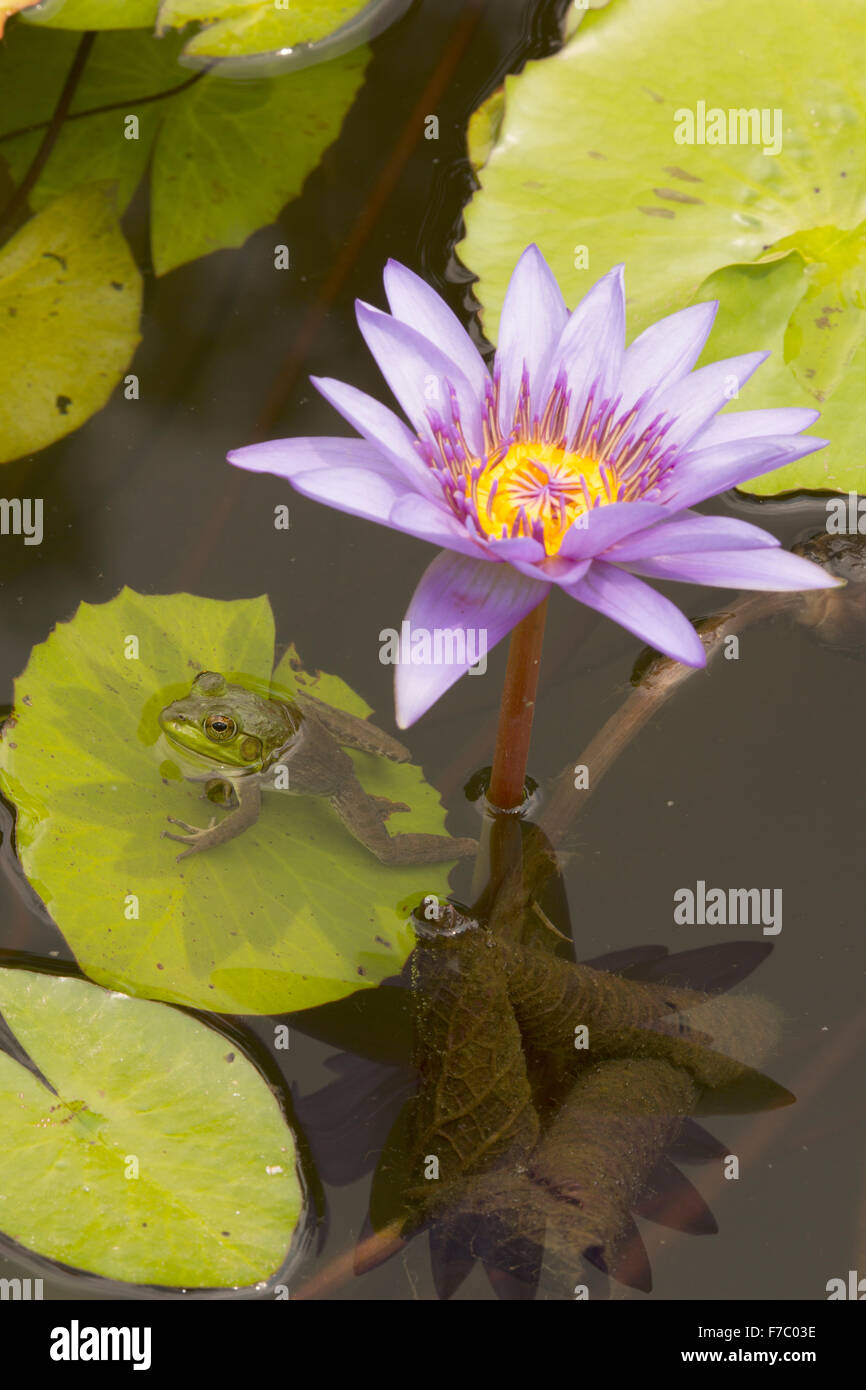 Amerikanischer Ochsenfrosch (Lithobates Catesbeianus), heimisch in Nordamerika, (Rana Catesbiena), Washington, District Of Columbia, o Stockfoto