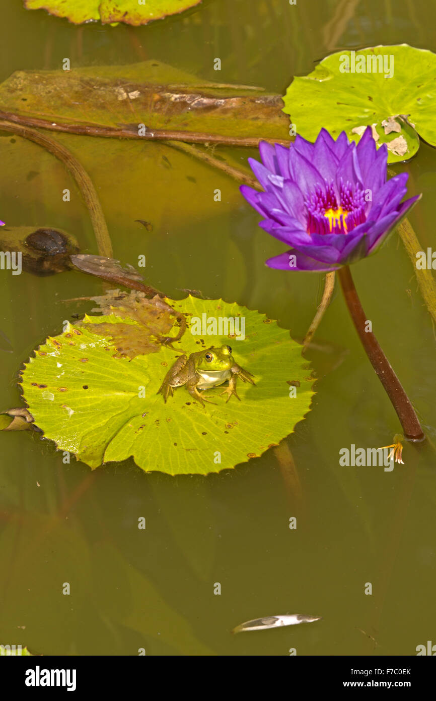 Amerikanischer Ochsenfrosch (Lithobates Catesbeianus), heimisch in Nordamerika, (Rana Catesbiena), Washington, District Of Columbia, o Stockfoto