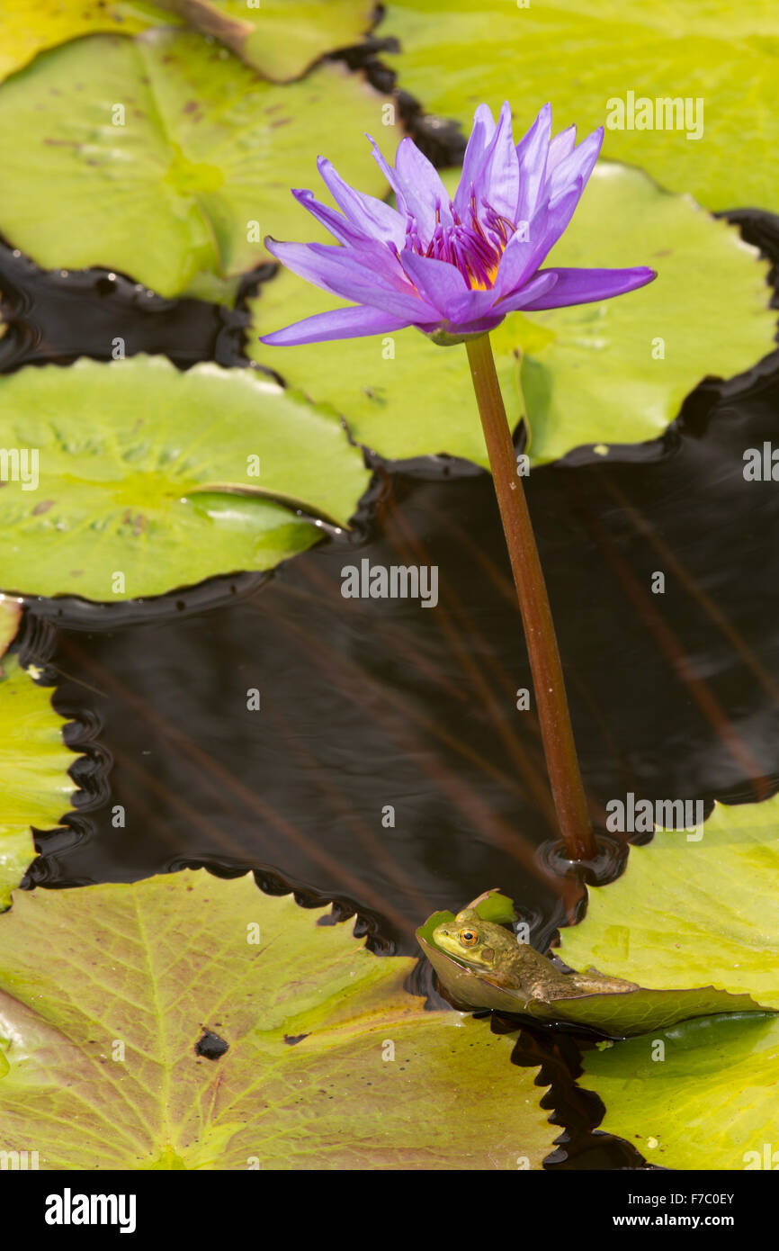 Amerikanischer Ochsenfrosch (Lithobates Catesbeianus), heimisch in Nordamerika, (Rana Catesbiena), Washington, District Of Columbia, o Stockfoto