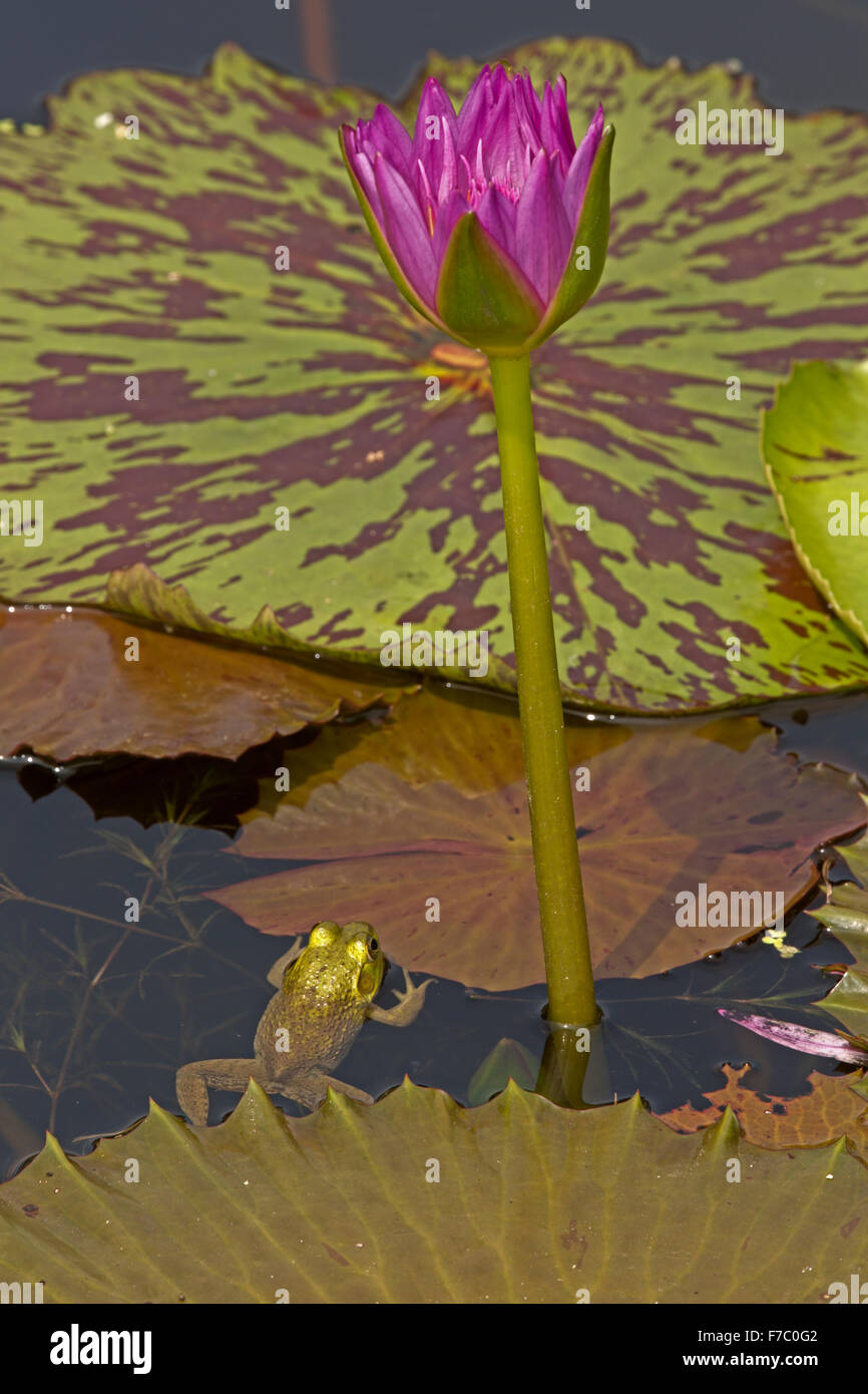 Amerikanischer Ochsenfrosch (Lithobates Catesbeianus), heimisch in Nordamerika, (Rana Catesbiena), Washington, District Of Columbia, o Stockfoto