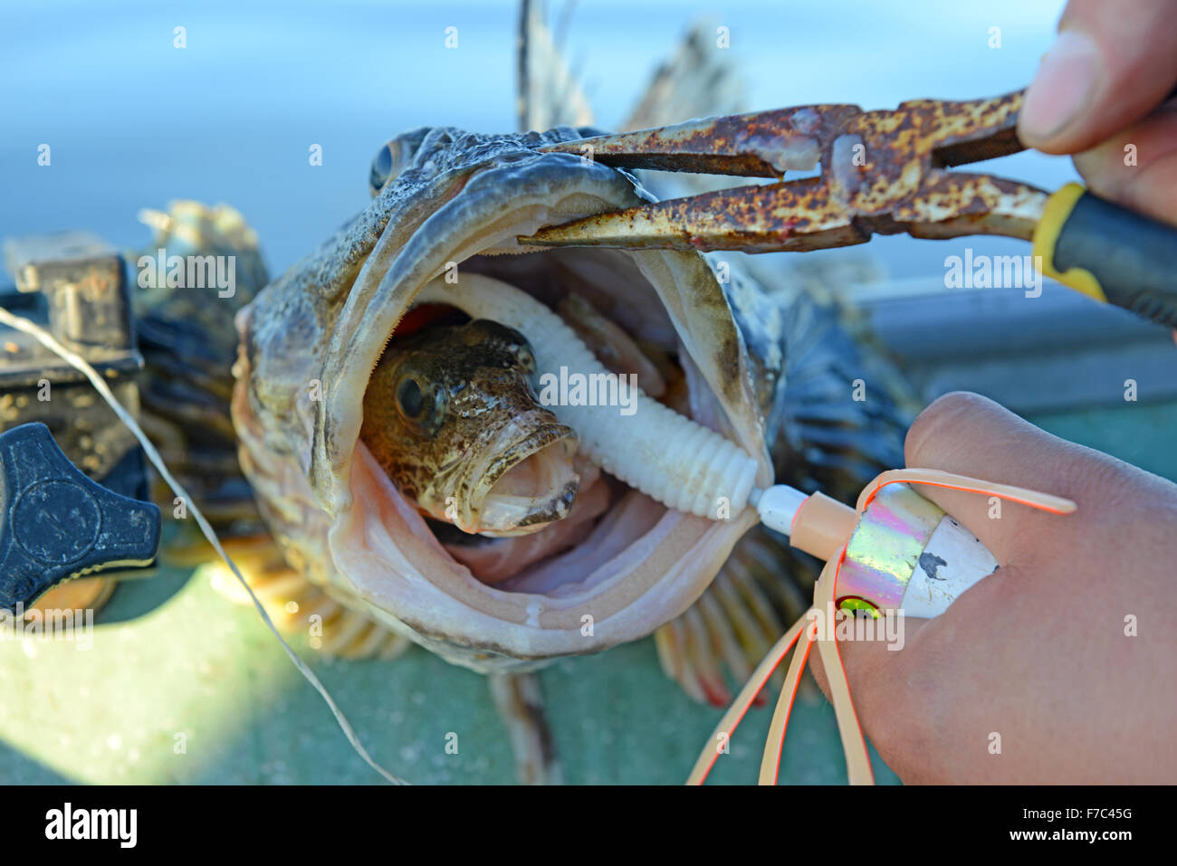 Große Fische mit kleinen Fischen im Schnabel zur Veranschaulichung Räuber und Beute-Beziehung Stockfoto