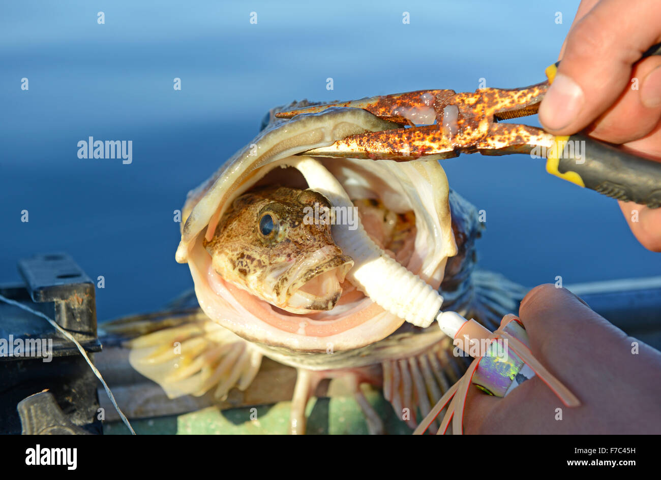 Große Fische mit kleinen Fischen im Schnabel zur Veranschaulichung Räuber und Beute-Beziehung Stockfoto