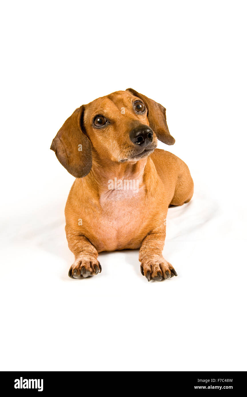 Neugierig Miniature Dachshund Welpen Stockfoto