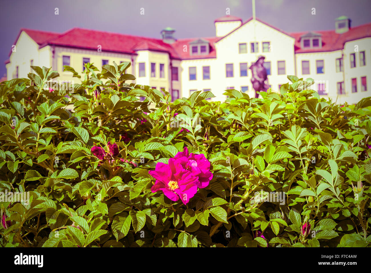 Die Sitka-Rose in voller Blüte vor dem Pionier-Haus in der Nähe von Sitka, Alaska, USA. Stockfoto