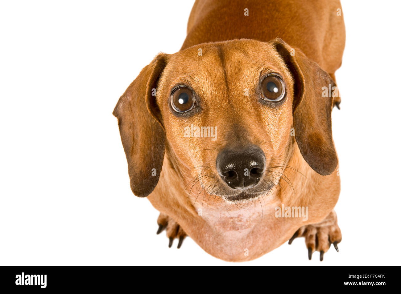 Miniature Dachshund Welpen bis sehnsüchtig in die Kamera schaut Stockfoto