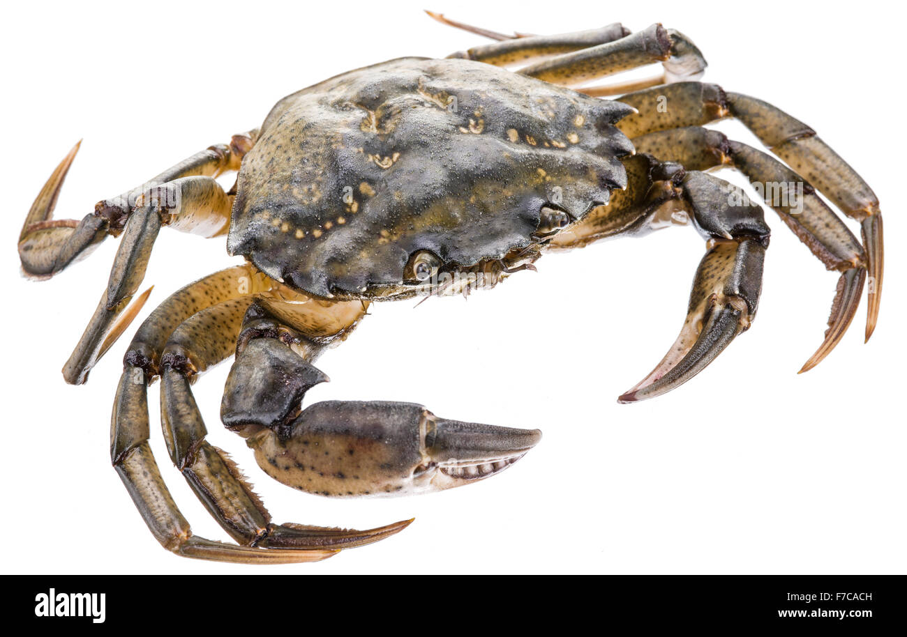 Carcinus Maenas-essbare lebendig Krabbe isoliert auf einem weißen Hintergrund. Stockfoto