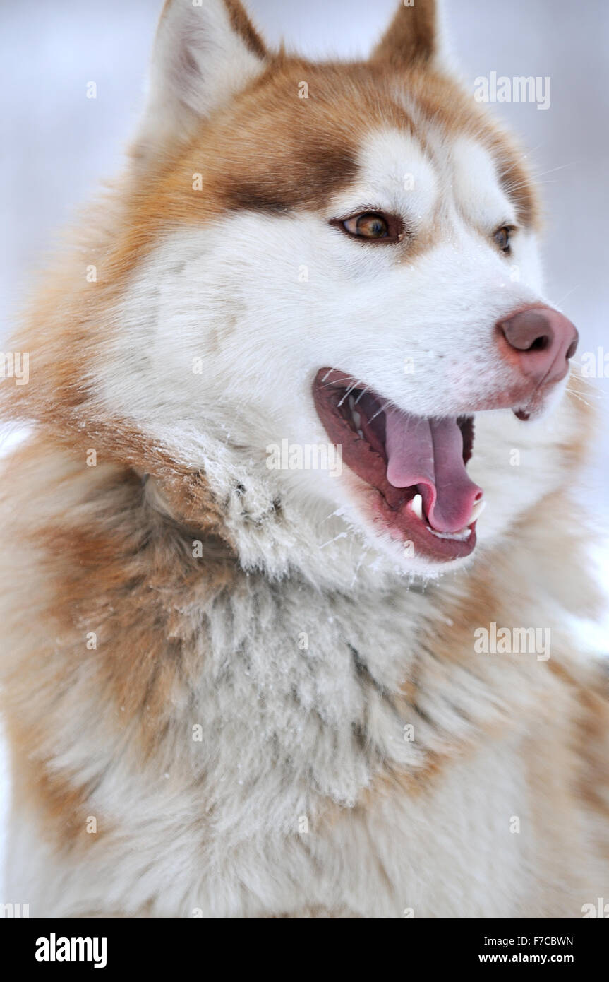 Haski Hund Tier Nahaufnahme Gesicht Porträt Stockfoto, Bild 90627201