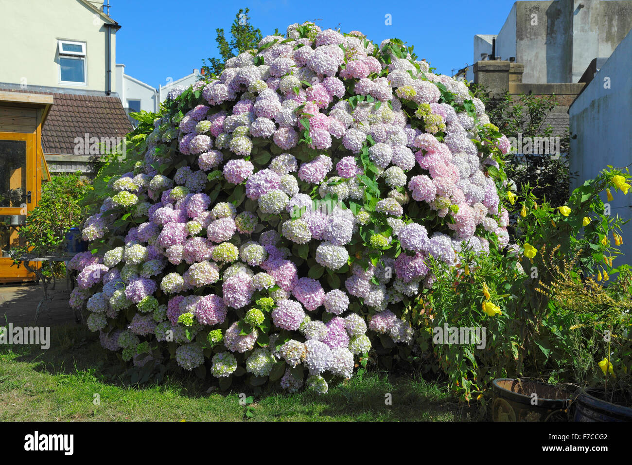 Prachtvoller, großer blühender Hortensienbusch in einem englischen Garten an der Südküste von England, East Sussex, Hortensien UK Stockfoto