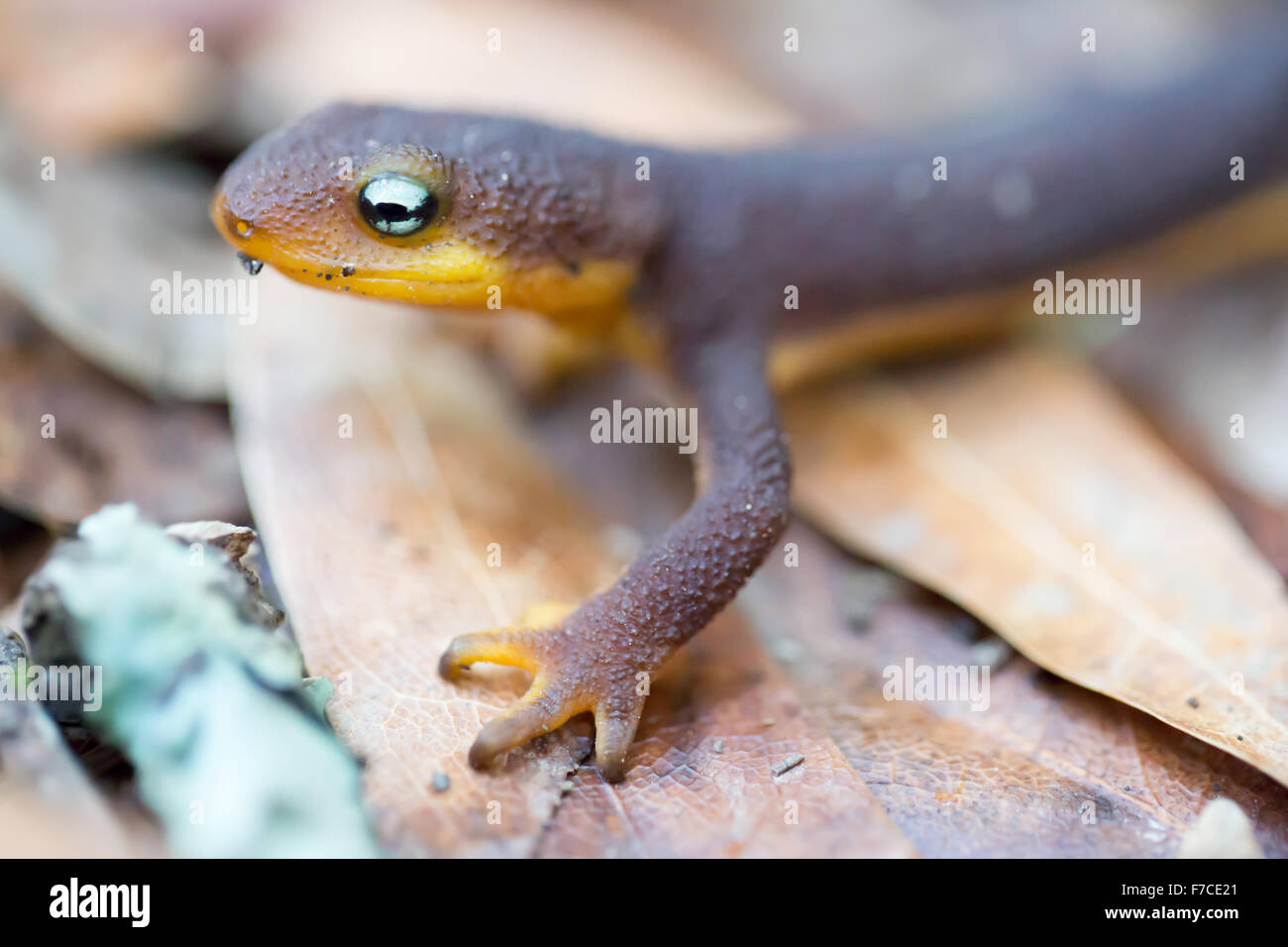 Rau-enthäuteten Newt (Taricha Granulosa) kriechen auf den Blättern. Stockfoto