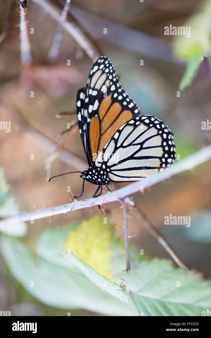 Monarch-Schmetterling festhalten an einem Stiel mit geschlossenen Flügeln Stockfoto