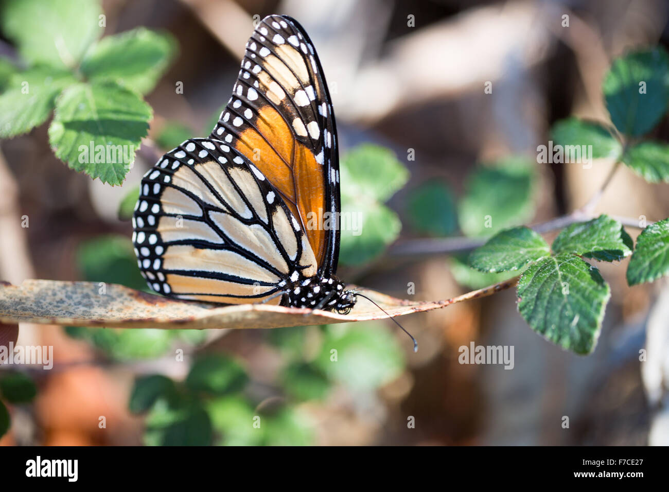 Monarch butterfly thront auf einem trockenen Blatt Stockfoto