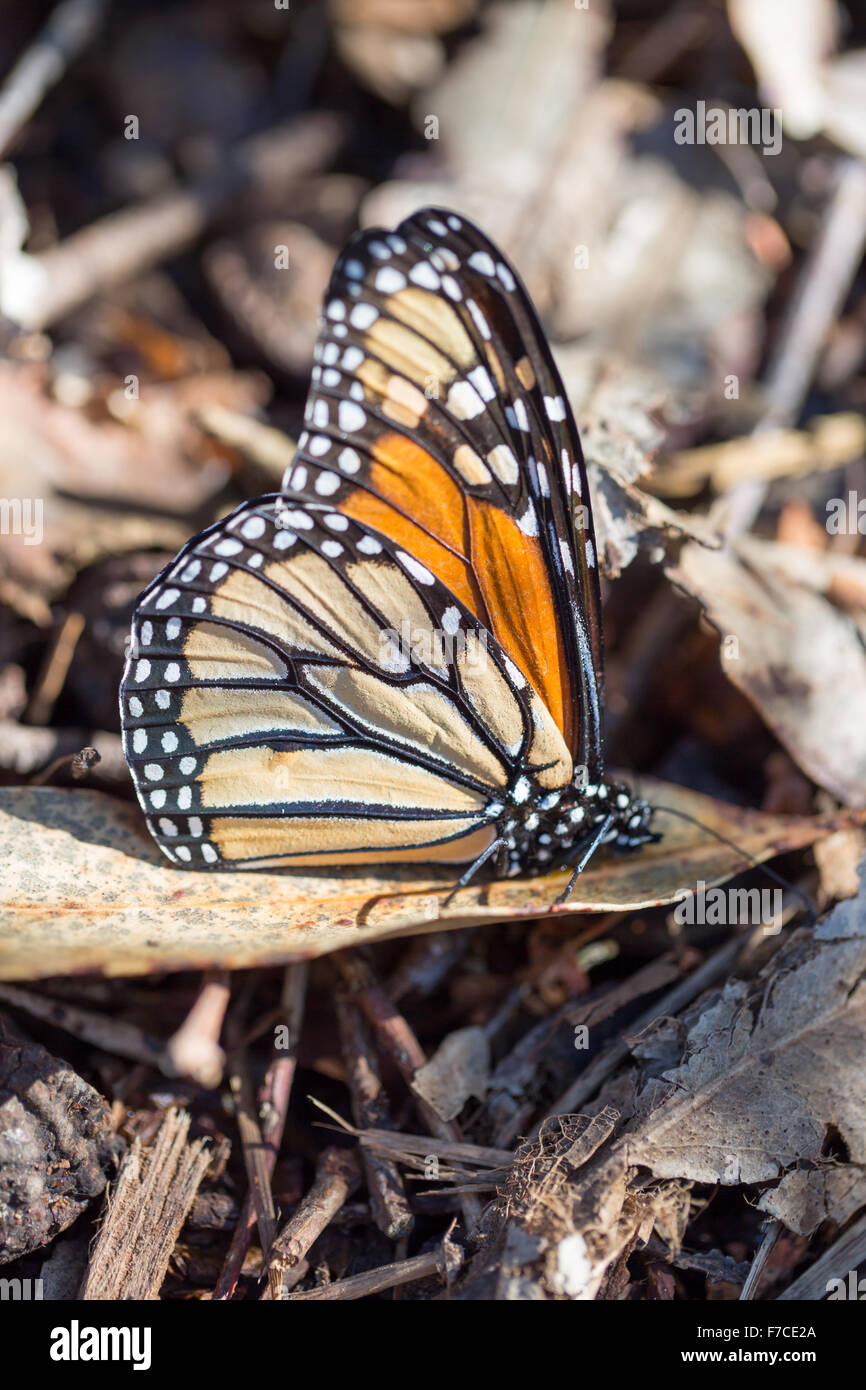 Monarch butterfly thront auf einem trockenen Blatt Stockfoto