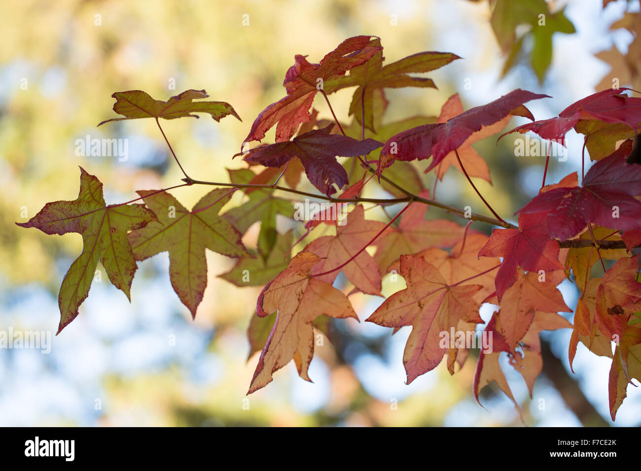 Ahorn-Baum-Blätter Stockfoto