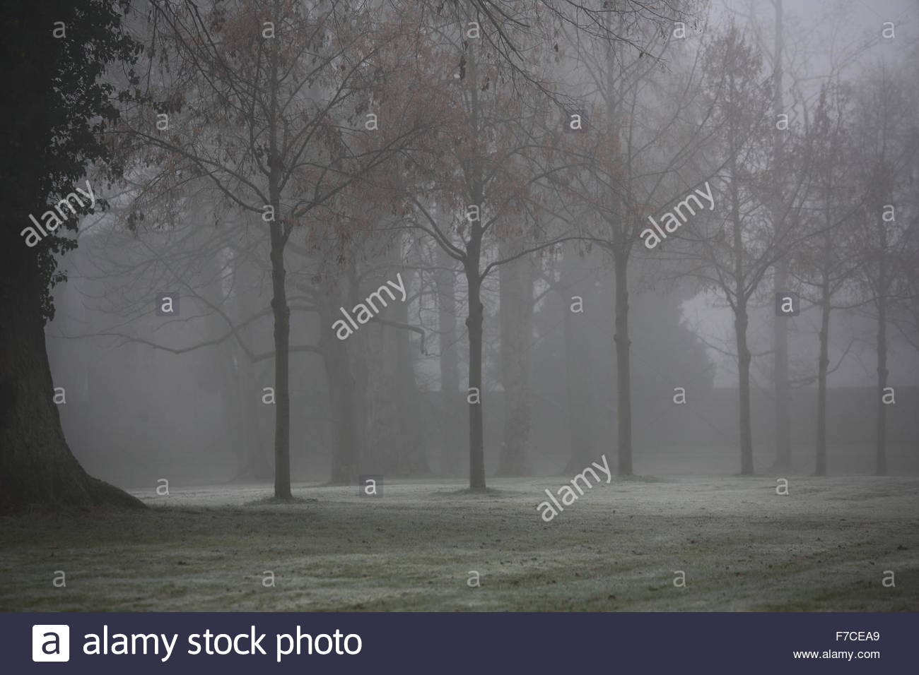 Nebel steigt auf einen Stadtpark in Coburg Deutschland Stockfoto