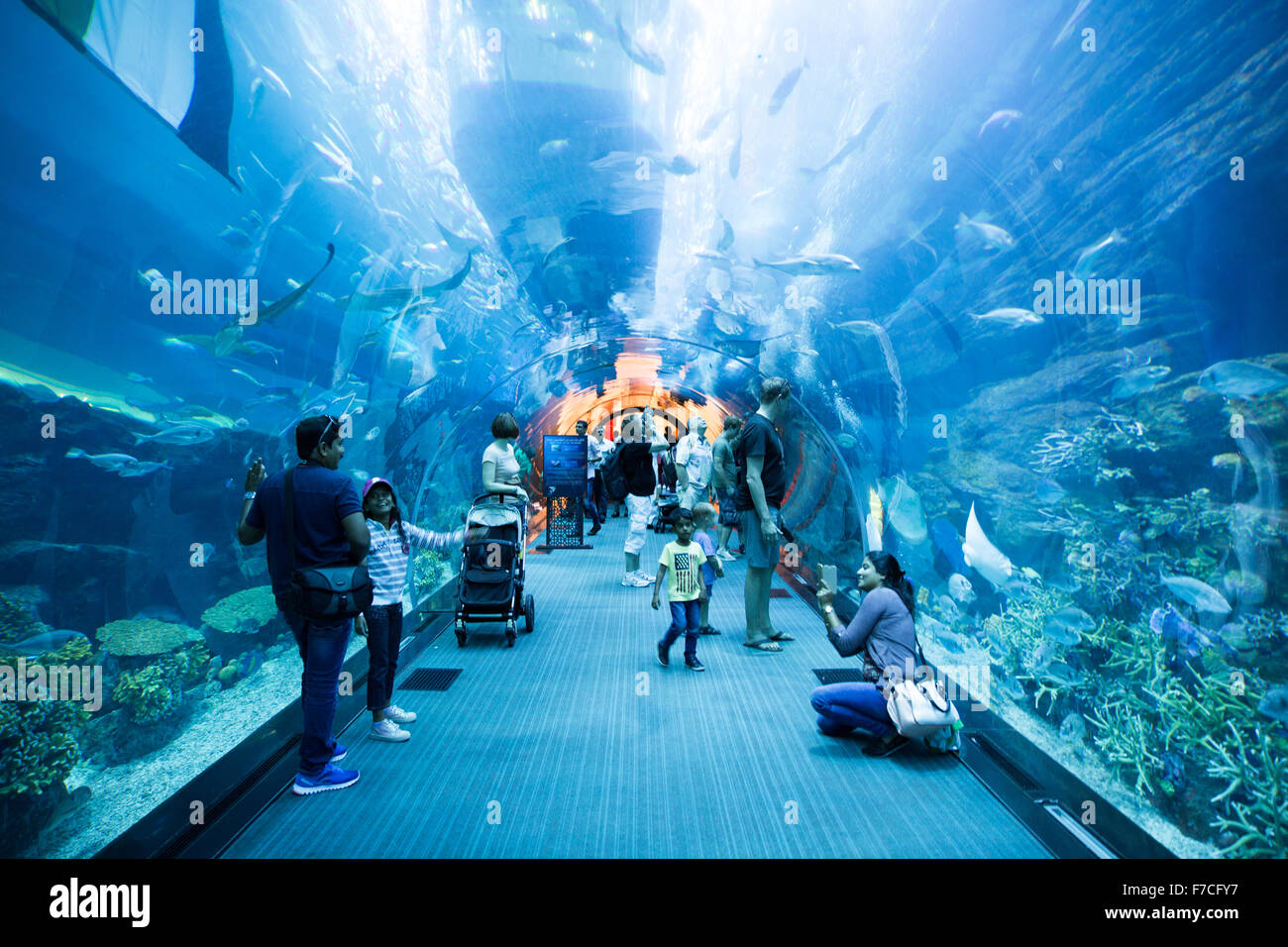 Dubai Aquarium und der Unterwasser Zoo, Teil der Dubai Mall in Dubai, Vereinigte Arabische Emirate. Stockfoto